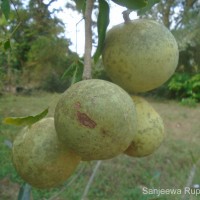 Aegle marmelos (L.) Corrêa